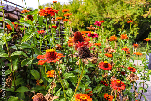beautiful flowers bloom in the garden