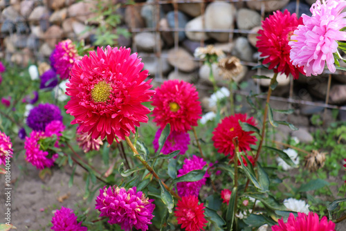 beautiful flowers bloom in the garden