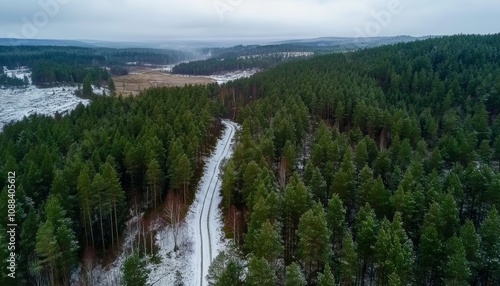 Snow-Covered Forest Road Surrounded by Pine Trees