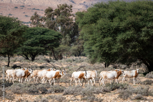 Scimitar-horned Oryx, Oryx dammah, Bou-Hedma National Park, Tunisia. photo