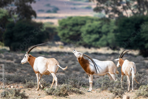 Scimitar-horned Oryx, Oryx dammah, Bou-Hedma National Park, Tunisia. photo