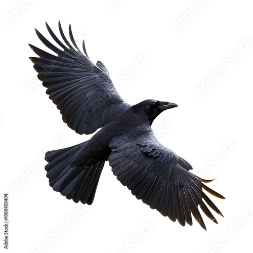 Majestic black raven in full flight over landscape