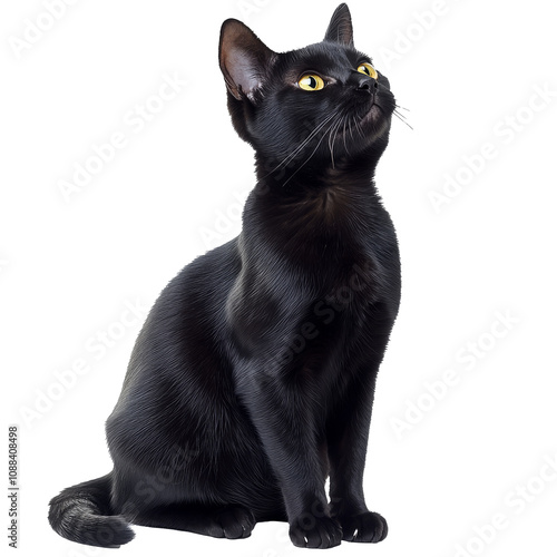 Black cat sits gracefully with bright yellow eyes