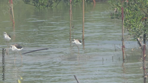 Egret in the mangrove forest