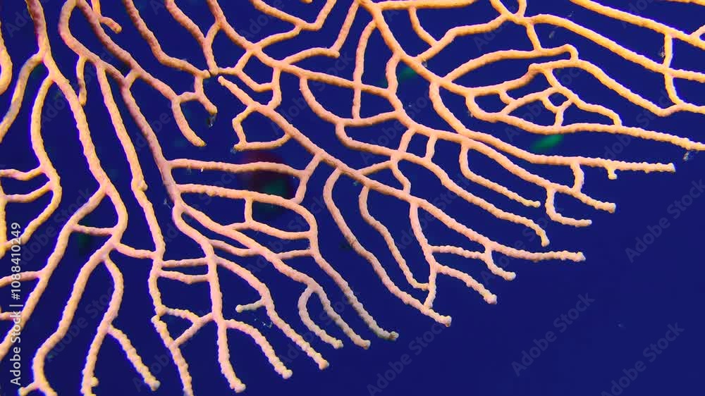 Extreme close-up of a pink branch of a gorgonian coral bush against a background of dark blue water column. Gorgonian fan coral (Subergorgia mollis). Extreme close-up of a pink branch of a gorgonian coral bush against a background of dark blue water column. Gorgonian fan coral (Subergorgia mollis).