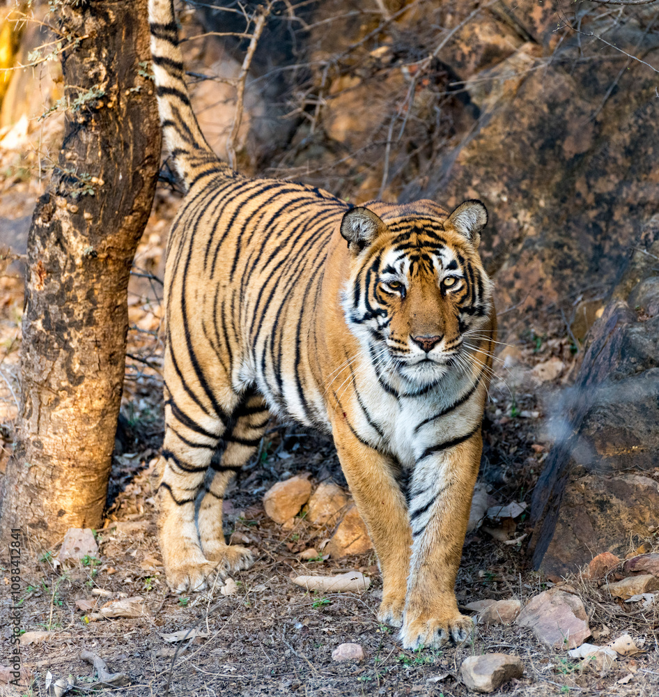 Stunning portrait of a tiger walking through the forest, showcasing its powerful presence Stunning portrait of a tiger walking through the forest, showcasing its powerful presence