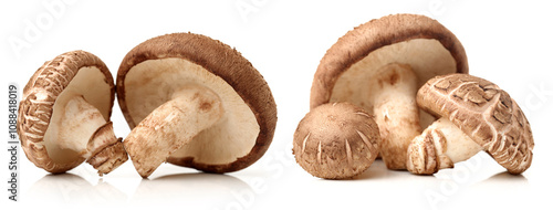 Shiitake mushroom on the White background 