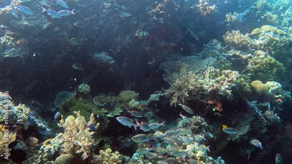 A plethora of tropical fish on an Indonesian reef including bream, moorish idol, dascyllus, indo-pacific sergeants, fusiliers. A plethora of tropical fish on an Indonesian reef including bream, moorish idol, dascyllus, indo-pacific sergeants, fusiliers.