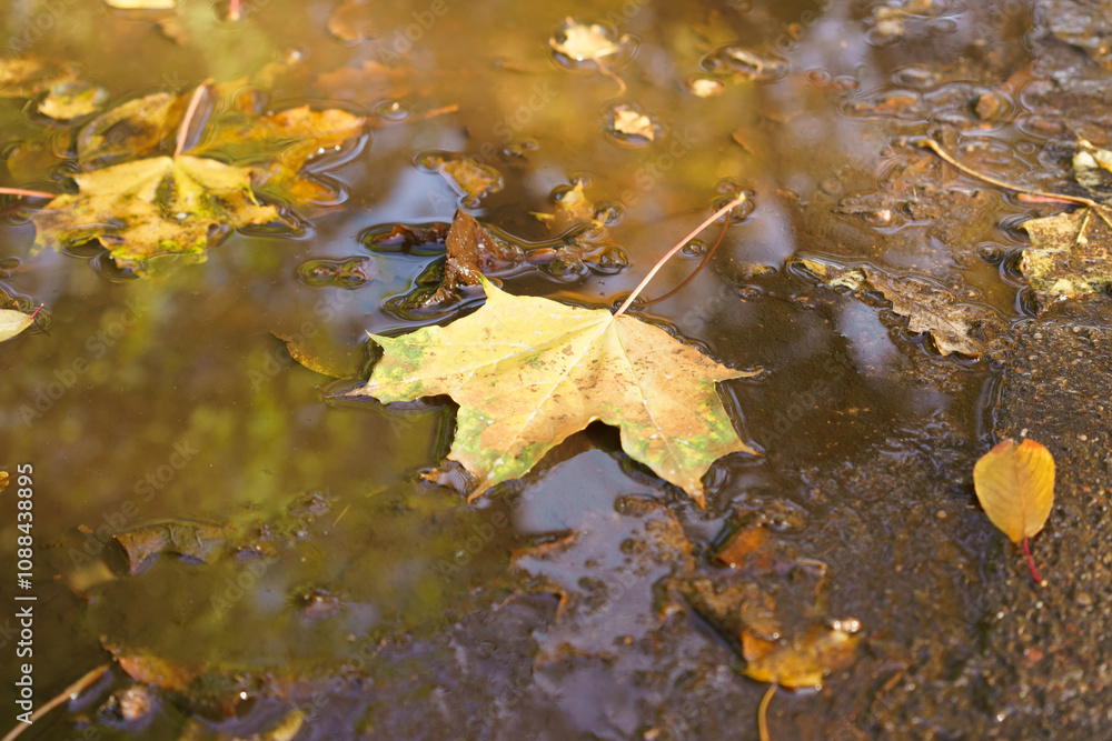 Leaf is floating in a puddle of water Leaf is floating in a puddle of water
