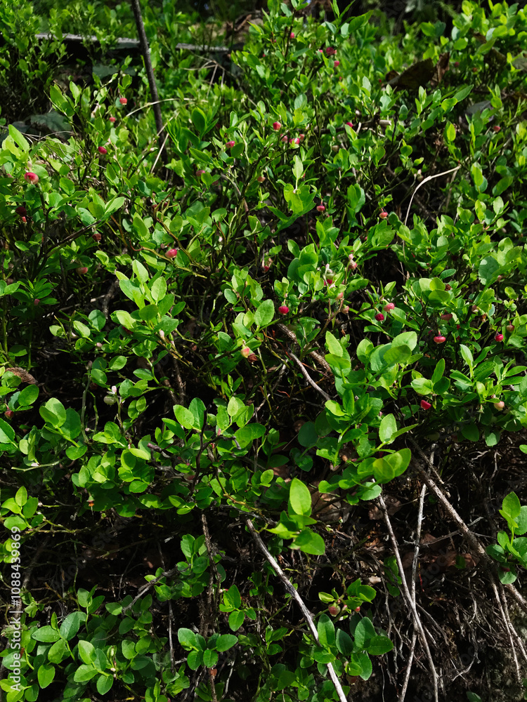 Lush green bush with vibrant red berries in nature Lush green bush with vibrant red berries in nature