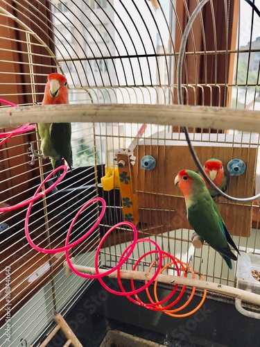 Картината върху платно Colorful lovebirds perched inside a decorated bird cage