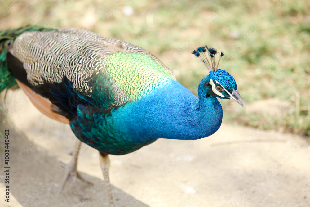 Fototapeta premium Beautiful Peacock Walking on Ground Against Nature Background