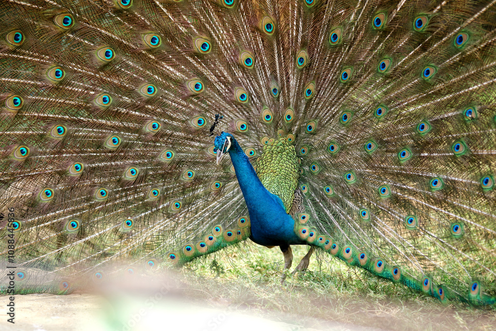 Obraz premium Beautiful Peacock Feathers Pan 