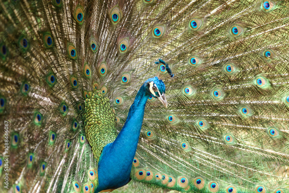 Obraz premium Beautiful Peacock Feathers Pan