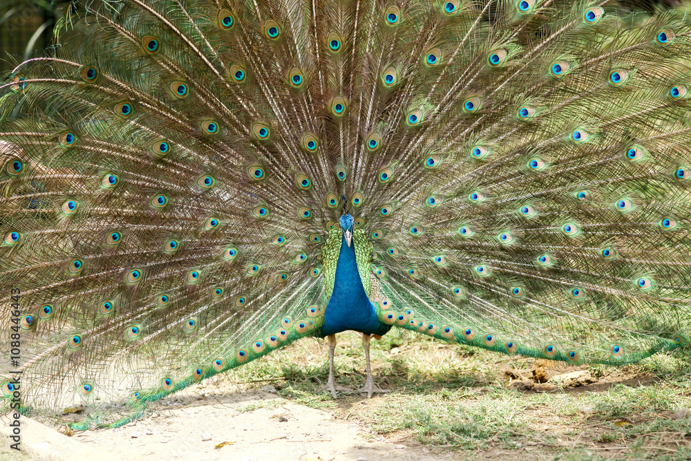 Obraz premium Beautiful Peacock Feathers Pan