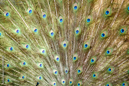 Cuadro en lienzo Beautiful Peacock Feathers Pan