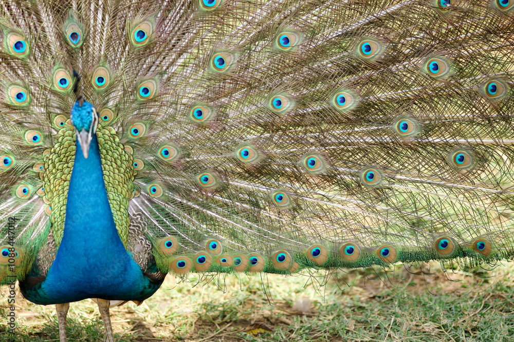 Obraz premium Beautiful Peacock Feathers Pan 