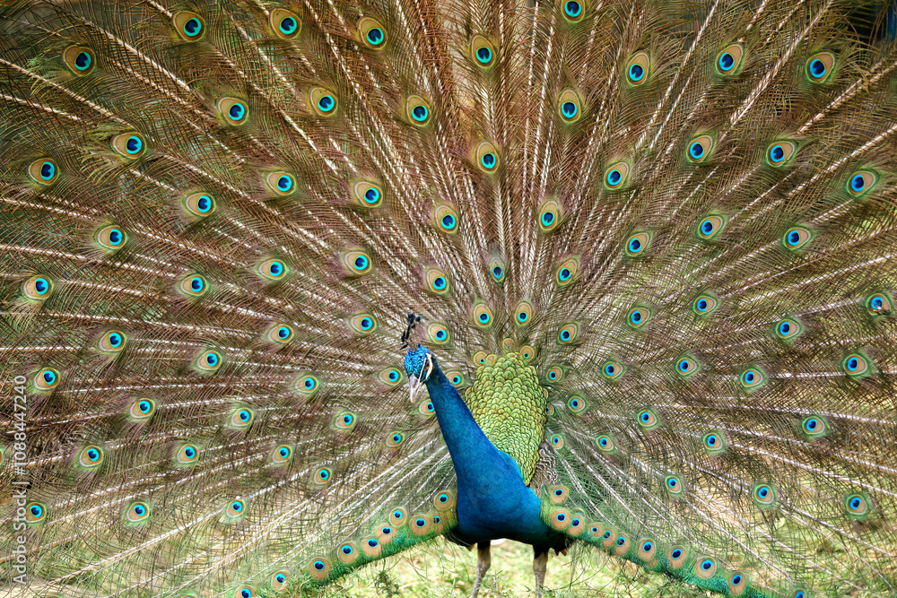 Obraz premium Beautiful Peacock Feathers Pan