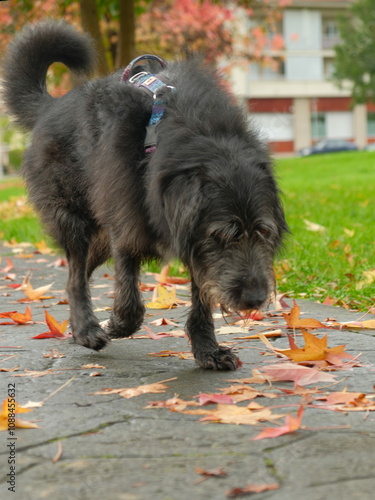 Perro de otoño