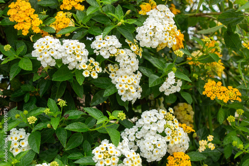 latana yellow white garden flower lantana camara garden, wild flower photo