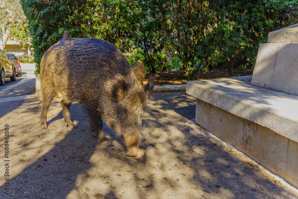Wild boar in a public garden in Haifa
