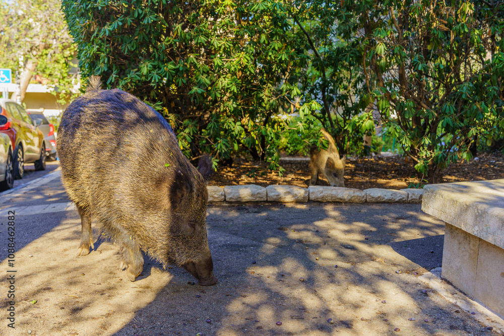 Wild boar in a public garden in Haifa