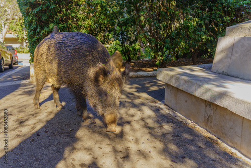 Obraz na płótnie Wild boar in a public garden in Haifa w salonie