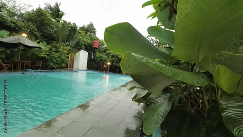 Slow Motion Close up or low angle view of Swimming Pool. Calathea lutea (Cuban Cigar Pampano) growth and breezing by wind beside the swimming pool. 