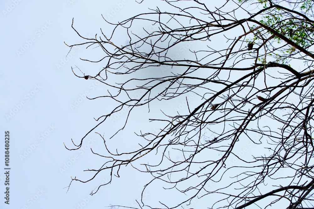 Beautiful Silhouetted Tree Branches Against a Soft Blue Sky Creating a Serene and Tranquil Nature Atmosphere for Relaxation and Reflection Beautiful Silhouetted Tree Branches Against a Soft Blue Sky Creating a Serene and Tranquil Nature Atmosphere for Relaxation and Reflection