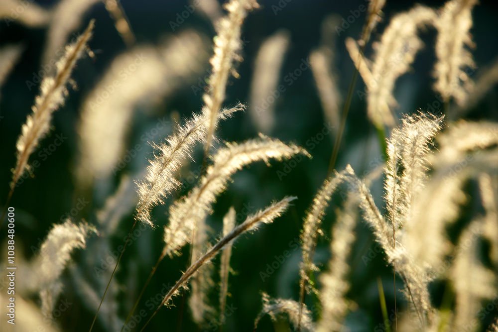 Fototapeta premium Soft Golden Grass Blades Glimmering in the Light During a Serene Sunset, Capturing the Beauty of Nature and Tranquility in an Outdoor Landscape Scene