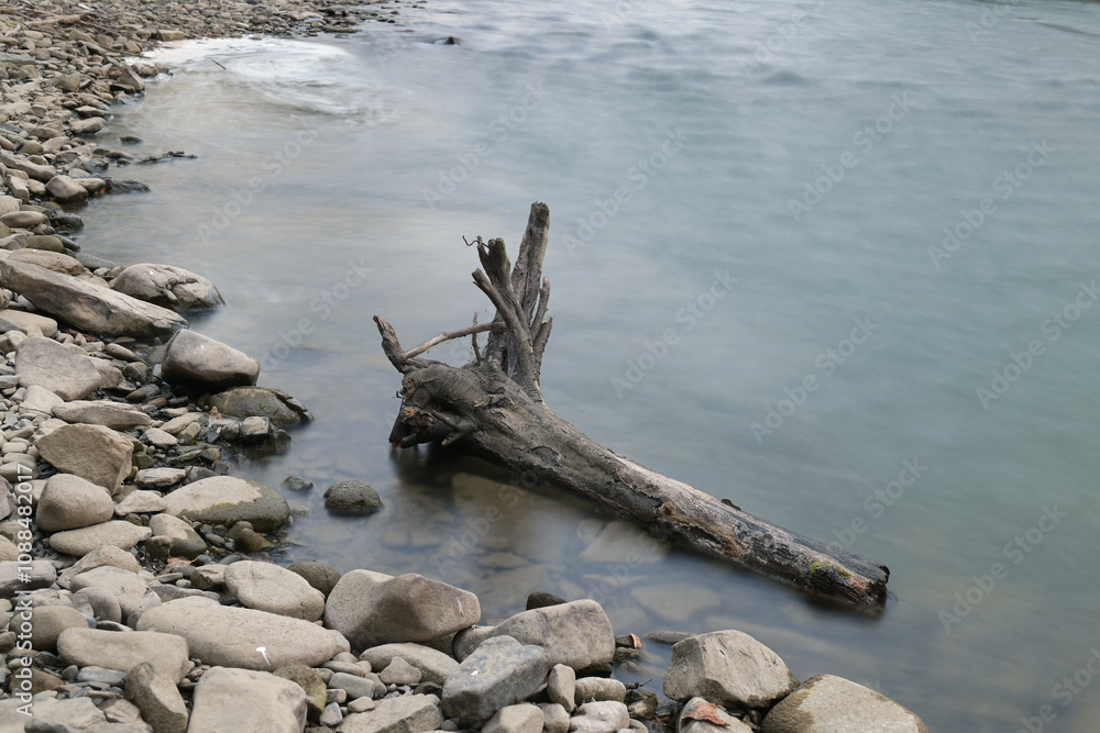 Wooden driftwood is nailed by the river to the shore Wooden driftwood is nailed by the river to the shore