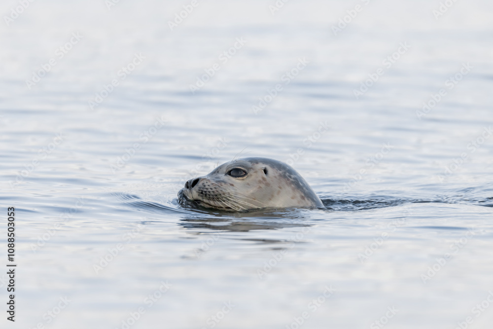 Fototapeta premium seal, head, emerging, water, harbor seal, water surface, phoca vitulina, swim, animal, mammal, sea, ocean