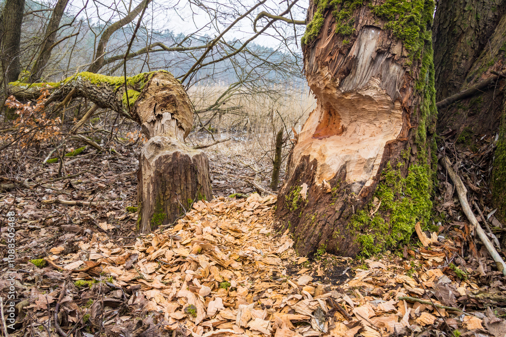 tree felled by beavers, beaver bite, European beaver, castor, fiber, ecology, wood, cuttings, shavings tree felled by beavers, beaver bite, European beaver, castor, fiber, ecology, wood, cuttings, shavings