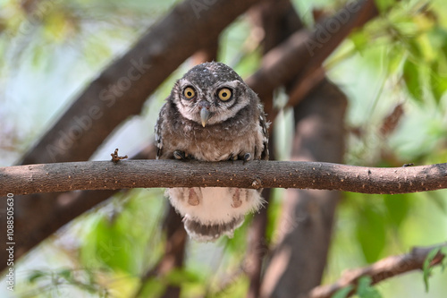 A big-eyed owl is looking for prey