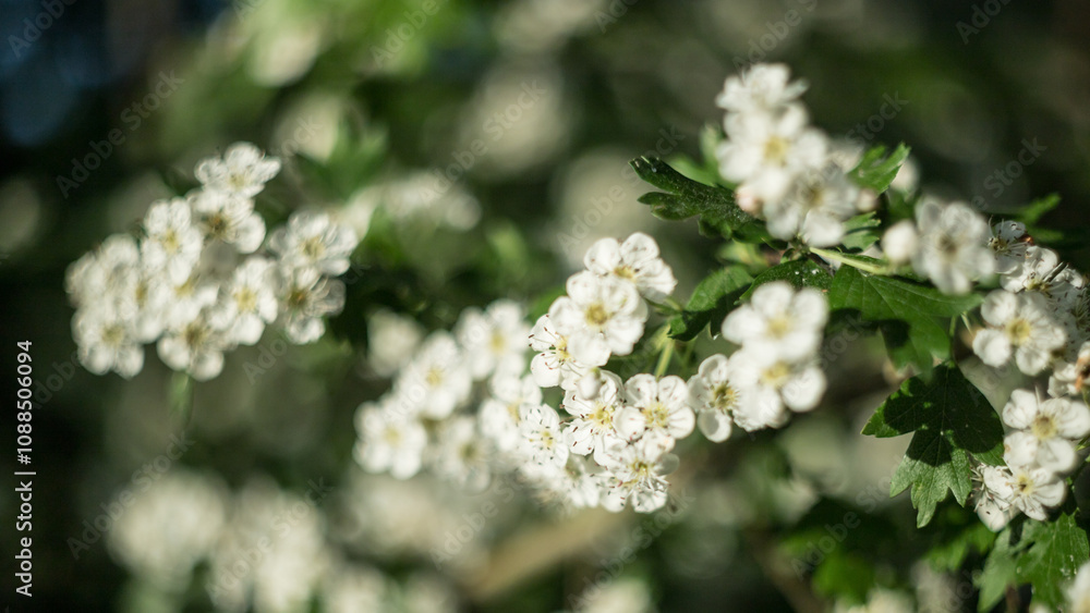 hawthorn branch covered with flowers and fresh leaves in spring, old manual lens photography hawthorn branch covered with flowers and fresh leaves in spring, old manual lens photography
