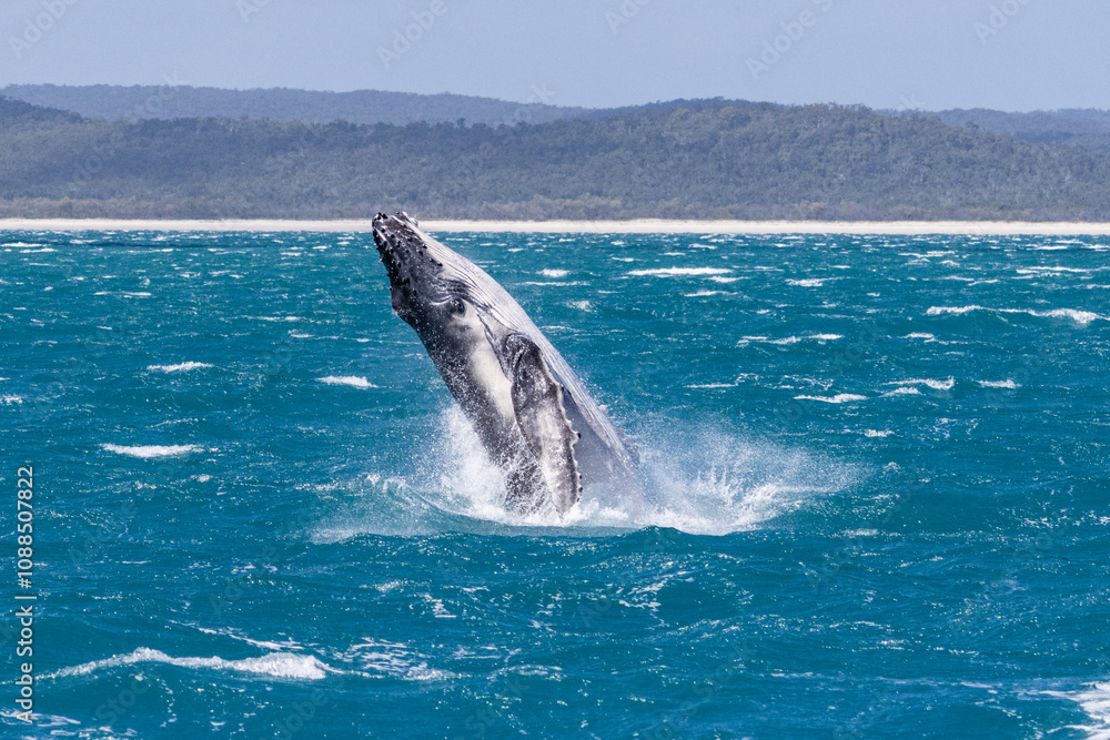 Fototapeta premium Humpback whale breaching, K'gari Fraser Island, Hervey Bay, Queensland Australia, tourism travel destination 