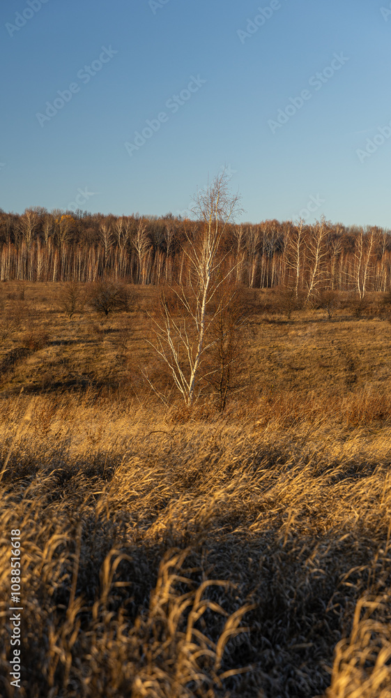 Fototapeta premium A lone tree stands in a spacious field with distant trees behind