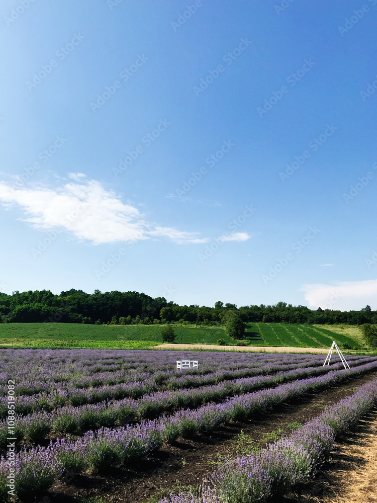 Serene lavender field under a bright blue sky with scenic views Serene lavender field under a bright blue sky with scenic views