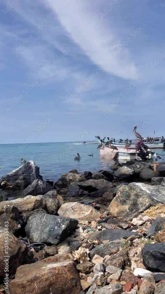 Breathtaking view of pelicans on beach of Gran Roque island, in the far distance motor boat sailing Breathtaking view of pelicans on beach of Gran Roque island, in the far distance motor boat sailing