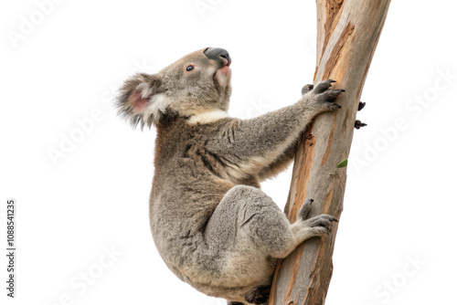 Koala climbing eucalyptus tree australia wildlife natural habitat close-up animal behavior photo