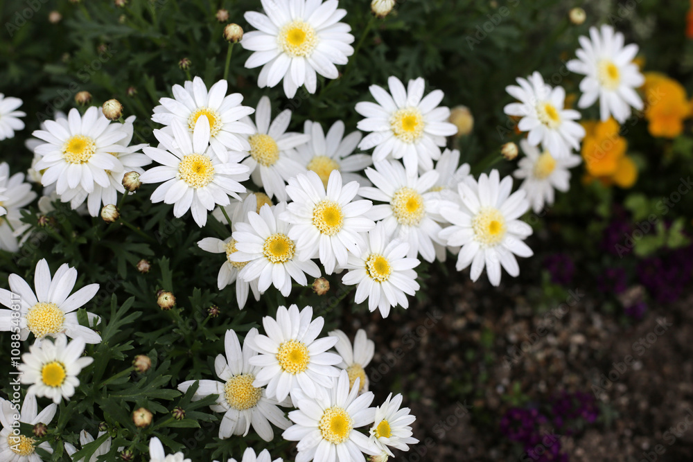 Beautiful white daisy. Flower background Beautiful white daisy. Flower background