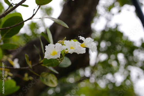 White flower of tabebuia pallid photo