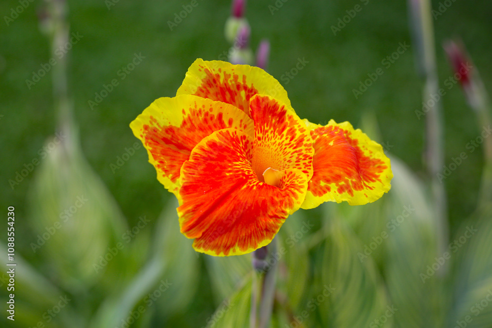 Blooming canna lily flower with green leaves Blooming canna lily flower with green leaves