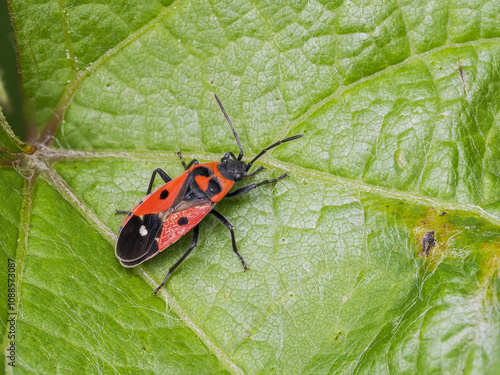 Weißpunkt-Bodenwanze (Melanocoryphus albomaculatus) photo