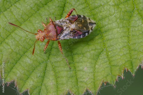 Hellbraune Glasflügelwanze (Rhopalus subrufus) photo