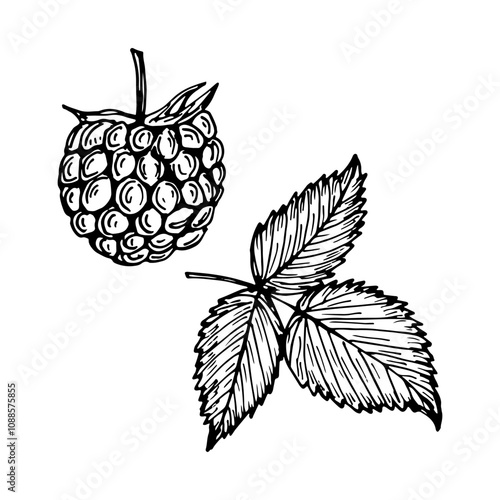 Raspberry sketch outline illustration. Simple doodle drawing in engraving style. Hand drawn vector line art clipart isolated on a white background