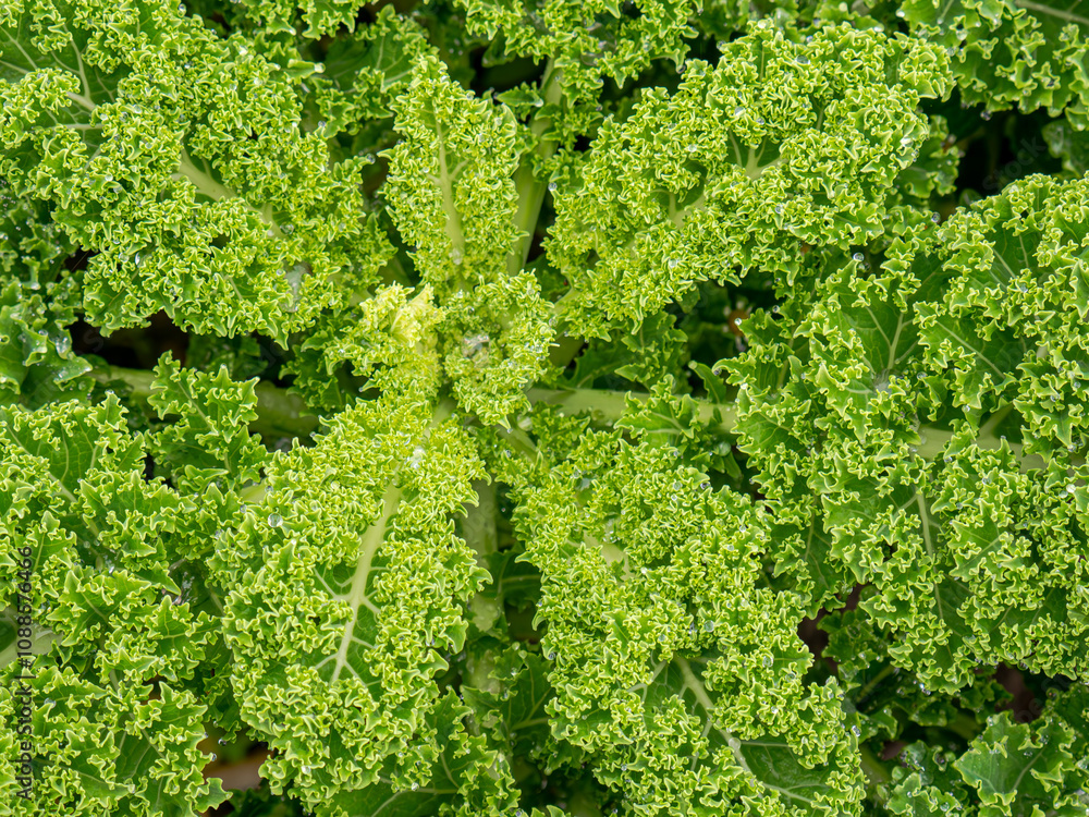 Organic kale from the garden is a nutrient-rich superfood, grown sustainably without chemicals. Its vibrant green leaves thrive in cool seasons, offering a fresh, healthy, and eco-friendly addition to Organic kale from the garden is a nutrient-rich superfood, grown sustainably without chemicals. Its vibrant green leaves thrive in cool seasons, offering a fresh, healthy, and eco-friendly addition to
