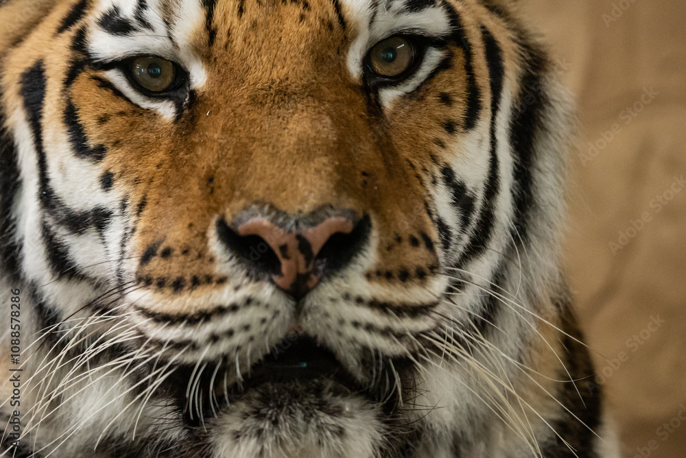 Bengal tiger with its mouth open in a roar. Bengal Tiger Resting with Mouth Open Showing Teeth. Bengal tiger with its mouth open in a roar. Bengal Tiger Resting with Mouth Open Showing Teeth.
