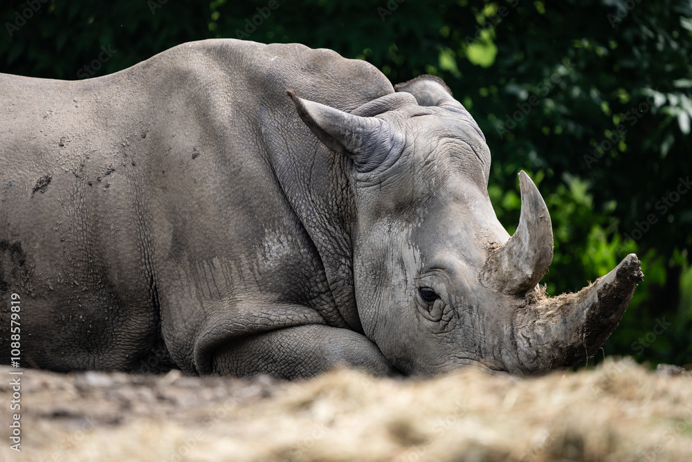 Portrait of a rhinoceros in zoo. Rhinoceros resting on the dusty ground of its zoo habitat, its strong body and thick skin blending with its tranquil demeanor and calm environment. Portrait of a rhinoceros in zoo. Rhinoceros resting on the dusty ground of its zoo habitat, its strong body and thick skin blending with its tranquil demeanor and calm environment.