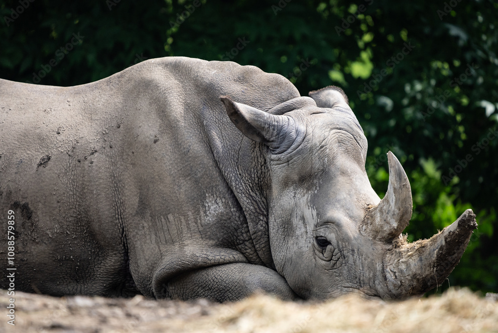 Obraz premium Portrait of a rhinoceros in zoo. Rhinoceros resting on the dusty ground of its zoo habitat, its strong body and thick skin blending with its tranquil demeanor and calm environment.